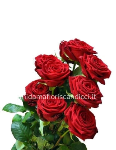 Rose rosse da comporre in mazzo per numero di steli.