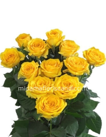 Rose colore giallo da comporre in mazzo per numero di steli.