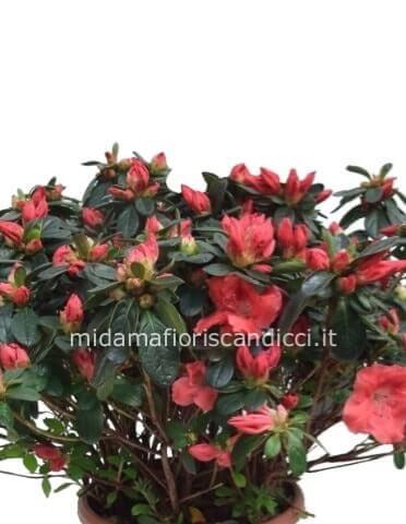 Pianta di azalea