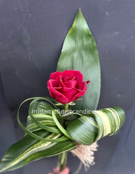 Una rosa Vestita di verde