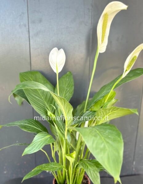 Pianta Spathiphyllum vaso 17 altezza circa 95cm